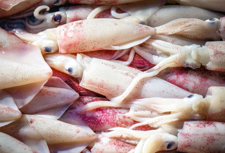 squid_indonesiaseafood_20211019103805.png